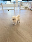 펫다옴