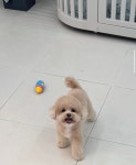 하늘펫살롱