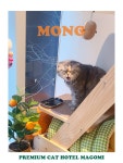 마곡 고양이 미용 호텔 마고미
