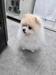 토실이네