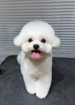 우쭈쭈플렉스 강아지 애견 미용