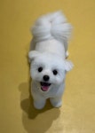우쭈쭈플렉스 강아지 애견 미용
