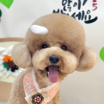 보떼독