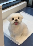 우쭈쭈플렉스 강아지 애견 미용