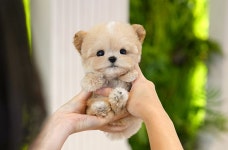 미유펫 강아지고양이 구미점