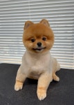 우쭈쭈플렉스 강아지 애견 미용