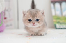 미유펫 강아지고양이 구미점