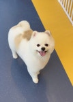 우쭈쭈플렉스 강아지 애견 미용