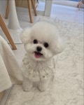 단아펫