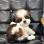 개좋다냥