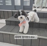 소중하개