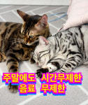 모여봐요고양이카페
