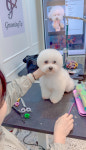 그루밍팁애견미용학원