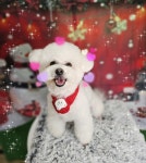 강아지집미용실