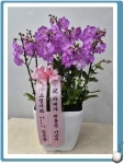 고령꽃집