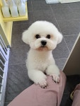 슈가펫살롱