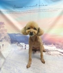 뽀와토애견미용실