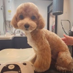 꼬로롱멍