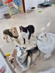 큰댕이네 애견호텔 애견유치원 대형견유치원