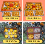 VIP한라봉농장