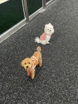 까만코댕치원
