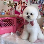 코코넨네펫미용샵