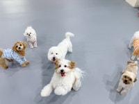 놀루오숑 애견유치원&호텔