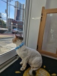 투냥