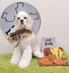 모든애견미용실