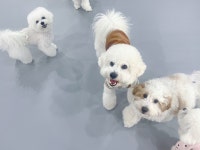 놀루오숑 애견유치원&호텔&놀이터