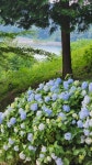 반야사