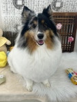 온댕