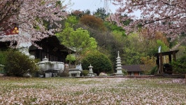 반야사