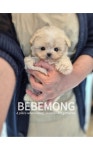 김해 강아지분양 고양이분양 베베몽