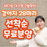 대구강아지분양 테디럽