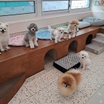 킁킁멍멍