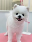 단비네펫살롱