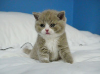 부산강아지분양 고양이분양 베스트펫