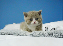 부산강아지분양 고양이분양 베스트펫