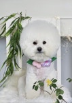 애견미용 Salon 티엔독