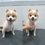 이쁘게 잘라줄개 애견미용실+애견호텔