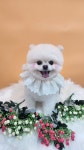 The dog salon