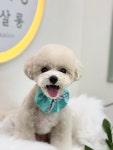 뮤즈펫살롱