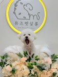 뮤즈펫살롱