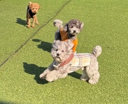 놀다가시개 애견유치원호텔