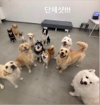 멍얀트리 중대형견 유치원/호텔