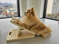 왈독 강아지 유치원 애견유치원 애견미용