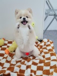 히히그루밍
