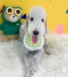 똘망똘멍