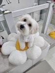 개멋지냥